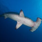 A scalloped hammerhead seen from below swimming to the right, its white belly marked with reddish blotches and its gill slits visible, in deep blue water lit by the surface at top right.