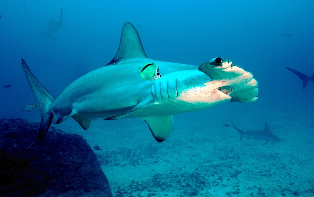 A scalloped hammerhead passing over a sand and rock bottom, a yellow and black barberfish pressed to its flank, two more hammerheads behind