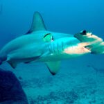 A scalloped hammerhead passing over a sand and rock bottom, a yellow and black barberfish pressed to its flank, two more hammerheads behind