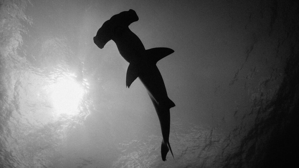 Black and white photo of a hammerhead seen from below, its dark silhouette cut out against the sunlit surface on the left, the hammer-shaped head at the top of the frame.