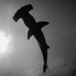 Black and white photo of a hammerhead seen from below, its dark silhouette cut out against the sunlit surface on the left, the hammer-shaped head at the top of the frame.
