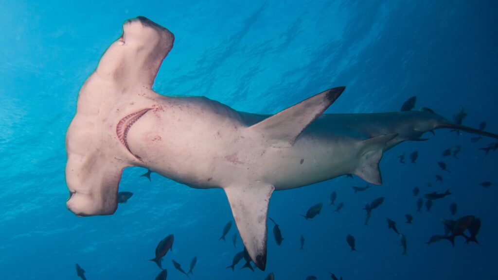 A scalloped hammerhead seen from below, its white belly and gill slits visible, surrounded by small fish in blue water