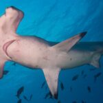 A scalloped hammerhead seen from below, its white belly and gill slits visible, surrounded by small fish in blue water