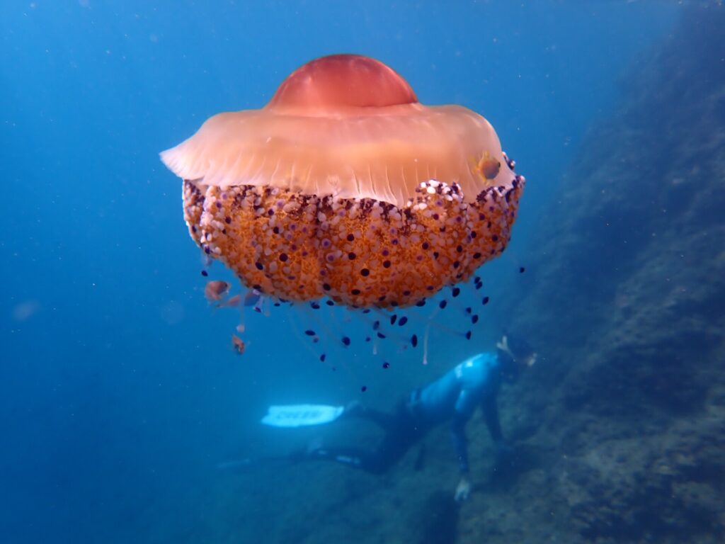 A large fried egg jellyfish, with an orange dome and short arms dotted with purple knobs, drifts in open blue water with small fish sheltering beneath it, while a freediver fins along a rocky slope in the background.