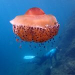 A large fried egg jellyfish, with an orange dome and short arms dotted with purple knobs, drifts in open blue water with small fish sheltering beneath it, while a freediver fins along a rocky slope in the background.
