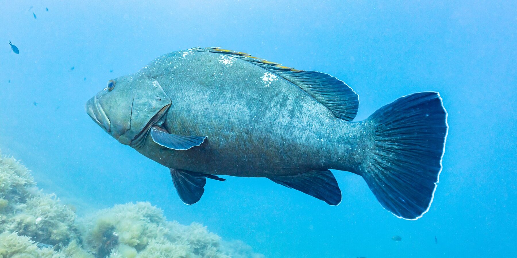 A large dusky grouper seen in profile swims left in open blue water, its massive gray-green body with thick lips and dark white-edged fins, above a rocky bottom covered in algae.