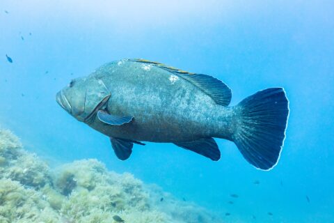 A large dusky grouper seen in profile swims left in open blue water, its massive gray-green body with thick lips and dark white-edged fins, above a rocky bottom covered in algae.
