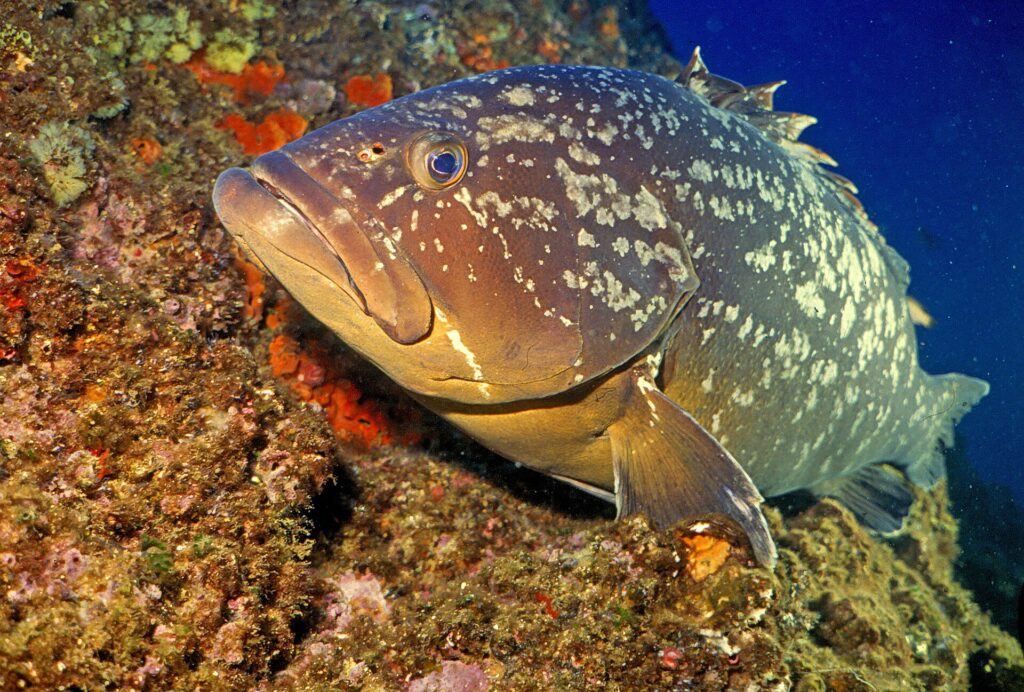 A large dusky grouper resting against a wall covered in orange sponges, head to the left: brown coat marbled with large irregular pale blotches, massive head with thick lips, jutting lower jaw, big eye and broad pectoral fin.