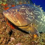 A large dusky grouper resting against a wall covered in orange sponges, head to the left: brown coat marbled with large irregular pale blotches, massive head with thick lips, jutting lower jaw, big eye and broad pectoral fin.