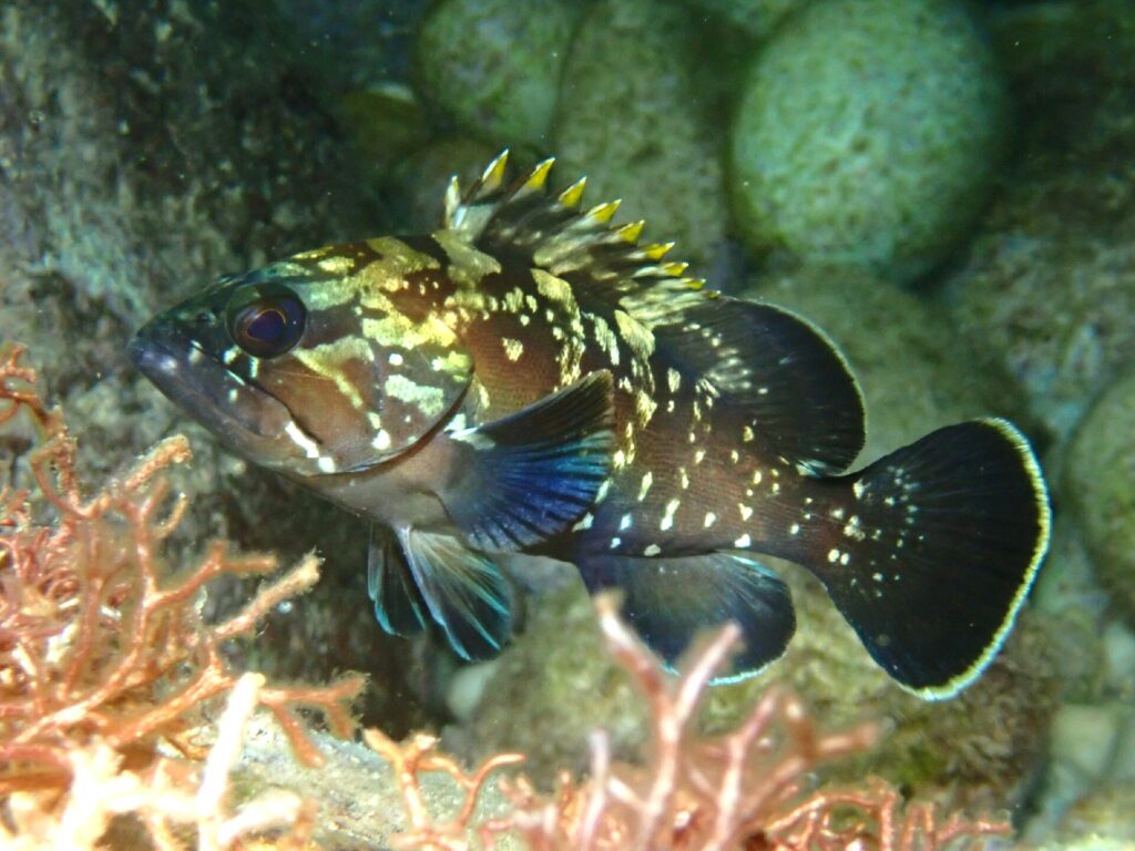 A young dusky grouper in profile, head to the left, among rocks and red algae: dark brown body scattered with pale yellow spots and marbling, yellow-tipped dorsal fin spines, big eye and a rounded tail with a pale edge.