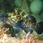 A young dusky grouper in profile, head to the left, among rocks and red algae: dark brown body scattered with pale yellow spots and marbling, yellow-tipped dorsal fin spines, big eye and a rounded tail with a pale edge.