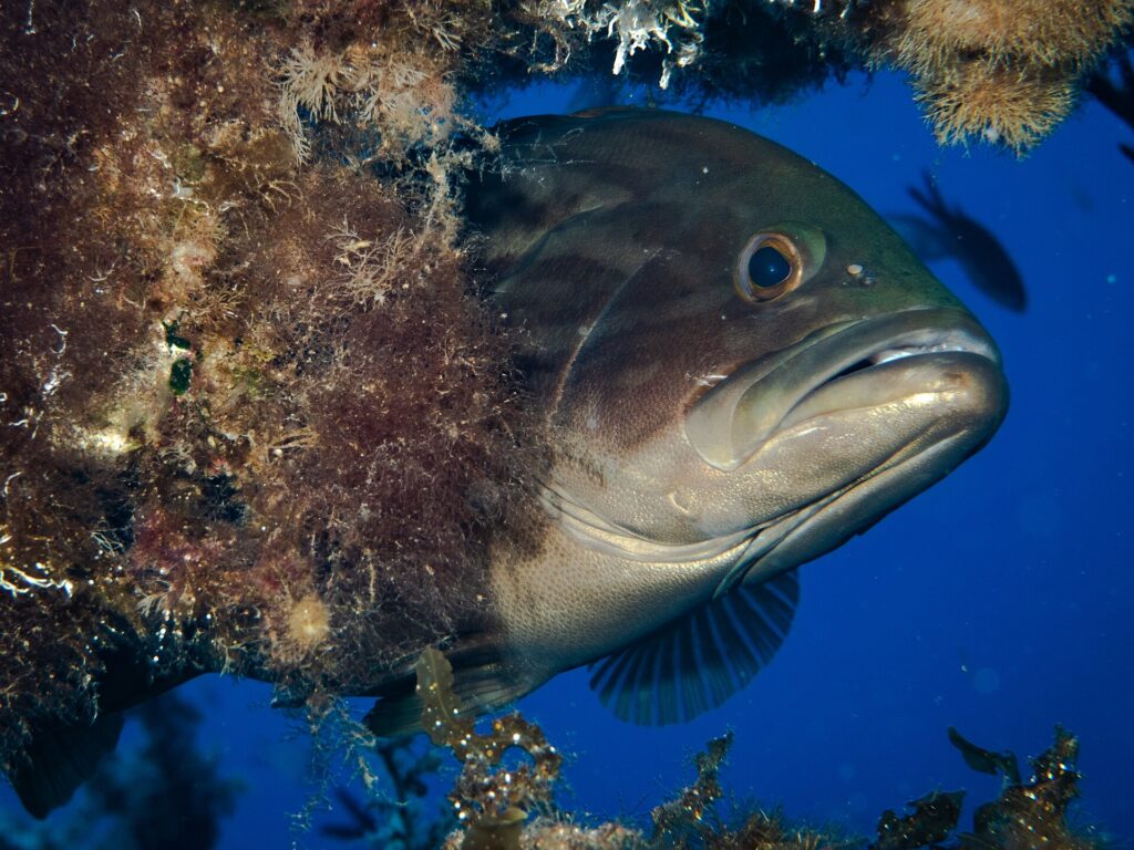 Close-up of a dusky grouper poking its head out of an algae-covered overhang in blue water: massive dark brown head with darker marbling, big bulging eye, thick lips and a large half-open mouth with a jutting lower jaw, paler throat.