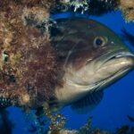 Close-up of a dusky grouper poking its head out of an algae-covered overhang in blue water: massive dark brown head with darker marbling, big bulging eye, thick lips and a large half-open mouth with a jutting lower jaw, paler throat.