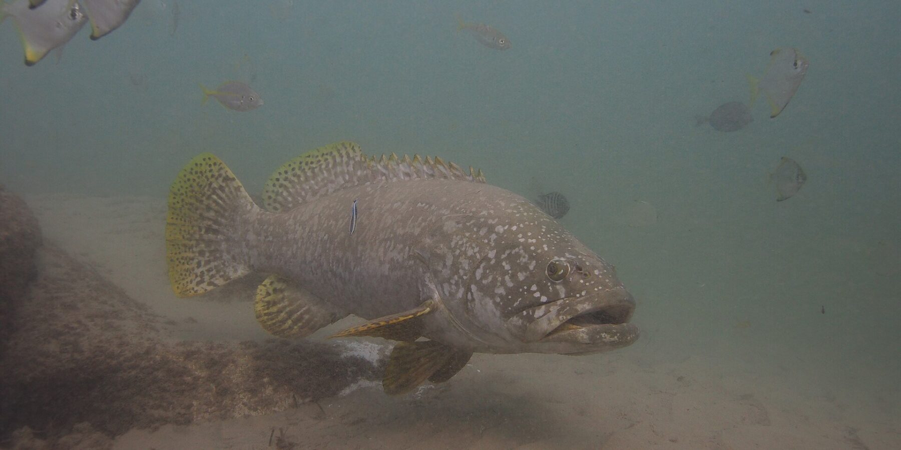 A gray giant grouper with thick lips swims above the sand in murky water, its head scattered with pale dots, its yellow fins spotted with black and a cleaner wrasse stuck to its flank