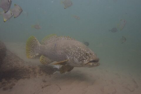 A gray giant grouper with thick lips swims above the sand in murky water, its head scattered with pale dots, its yellow fins spotted with black and a cleaner wrasse stuck to its flank