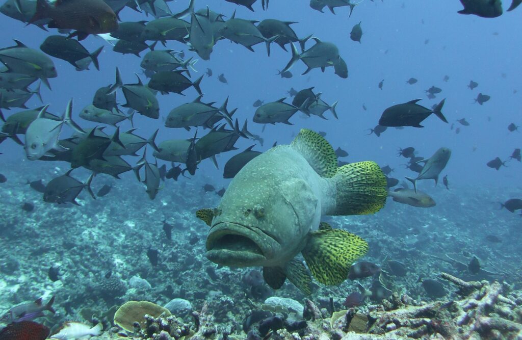 A giant grouper facing the camera above a reef, its bright yellow fins speckled with black, under a school of black jacks