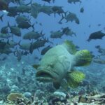 A giant grouper facing the camera above a reef, its bright yellow fins speckled with black, under a school of black jacks