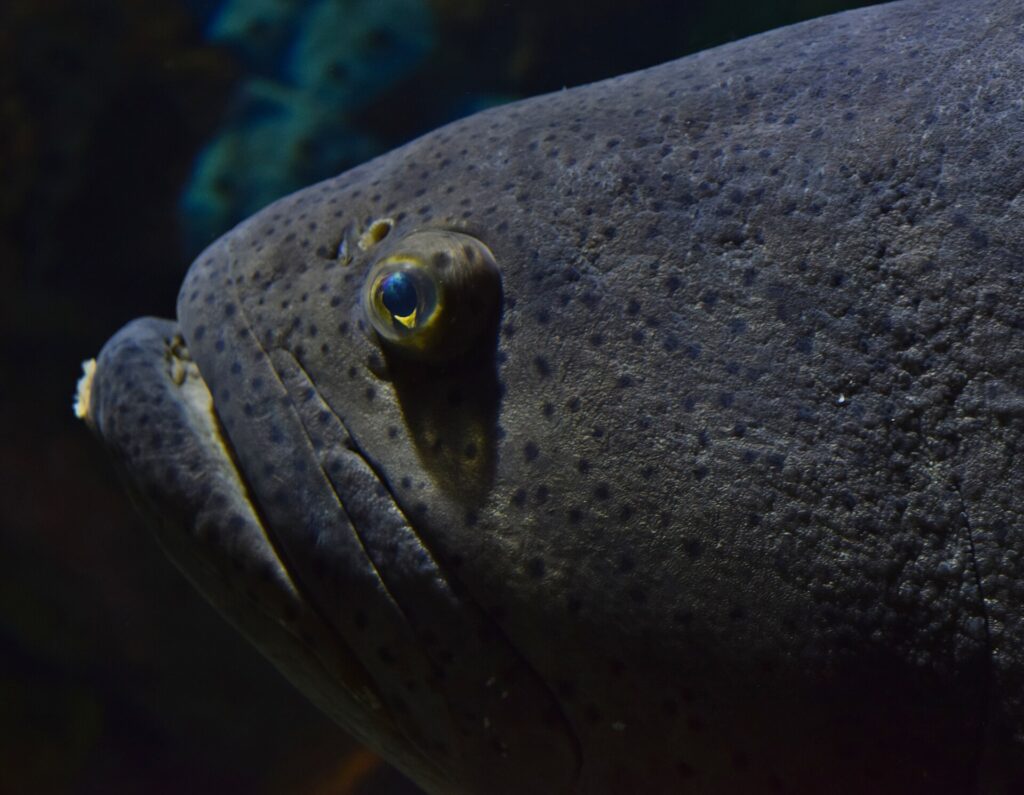 Close-up of the dark gray head of a giant grouper, peppered with small black dots, with a small yellow-ringed eye and thick lips