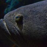 Close-up of the dark gray head of a giant grouper, peppered with small black dots, with a small yellow-ringed eye and thick lips