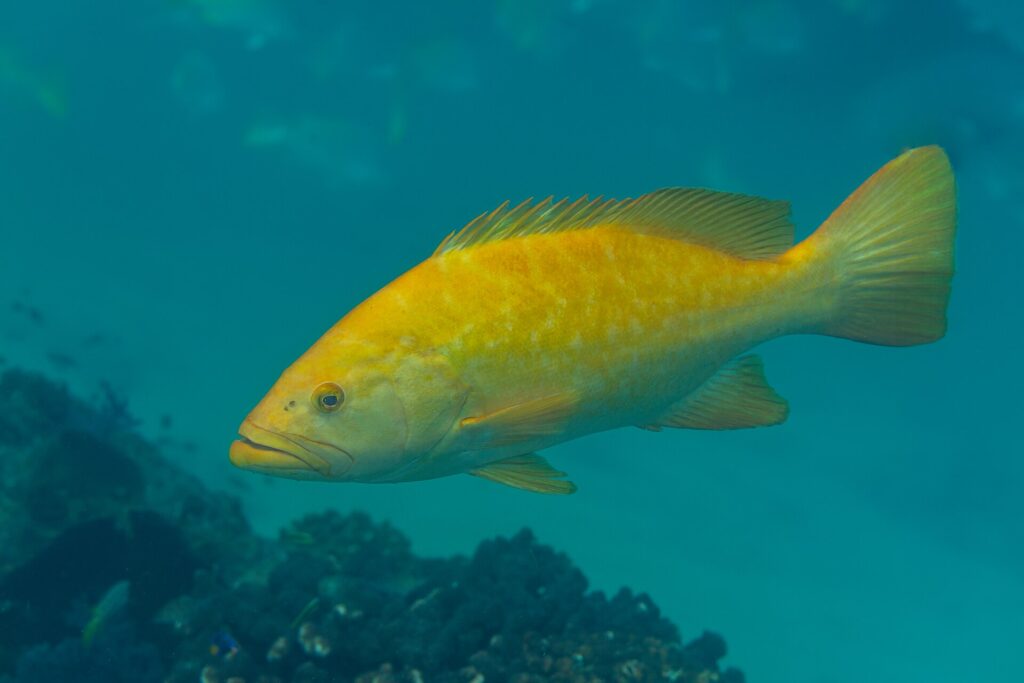 A bright orange leopard grouper side-on, fins spread, above brown coral in blue-green water