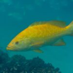A bright orange leopard grouper side-on, fins spread, above brown coral in blue-green water