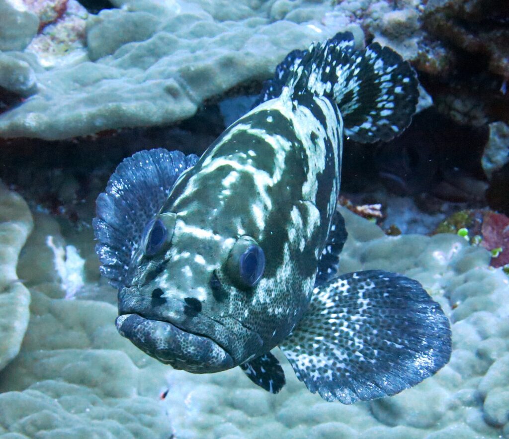 A camouflage grouper seen head-on, its body mottled dark brown and white, fins spread above plate corals