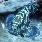 A camouflage grouper seen head-on, its body mottled dark brown and white, fins spread above plate corals