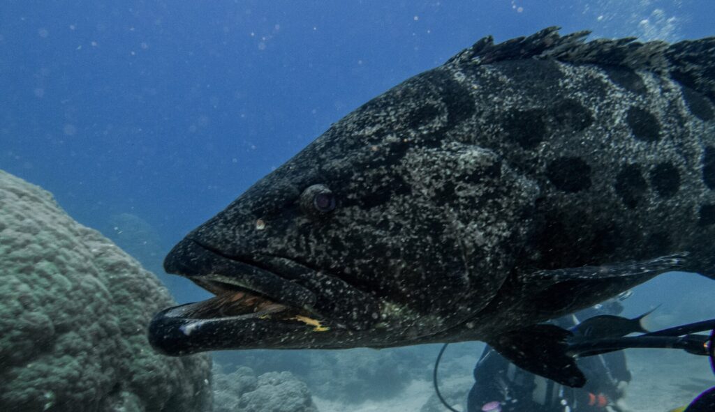 The head of a large gray potato grouper spotted with black, mouth half open, seen up close against the blue, with a blurred diver behind it