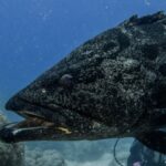 The head of a large gray potato grouper spotted with black, mouth half open, seen up close against the blue, with a blurred diver behind it