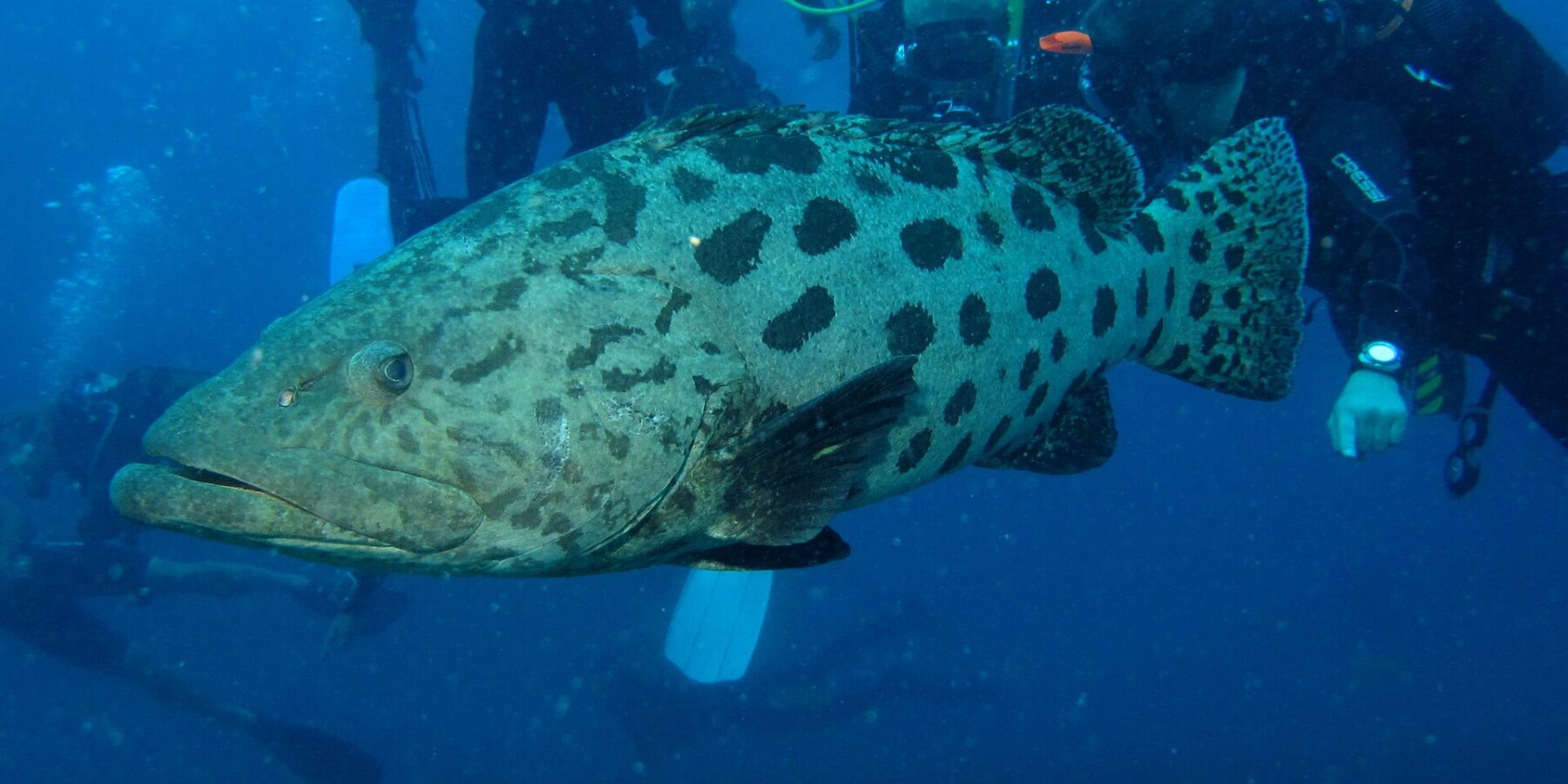 A very large, pale gray potato grouper covered in large, well-separated dark blotches swims in profile in front of a group of divers watching it