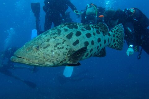 A very large, pale gray potato grouper covered in large, well-separated dark blotches swims in profile in front of a group of divers watching it