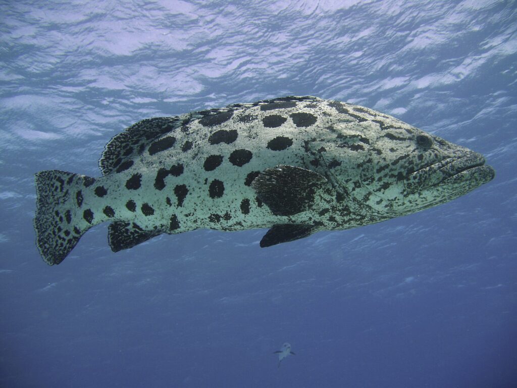 A potato grouper in full profile below the surface, its whitish body covered in large rounded black blotches, its head and fins speckled with black