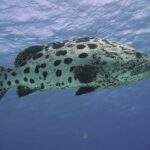 A potato grouper in full profile below the surface, its whitish body covered in large rounded black blotches, its head and fins speckled with black