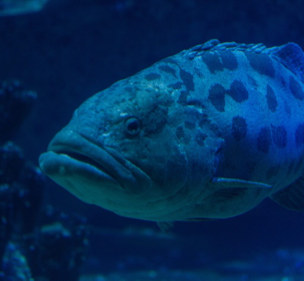 Close-up of the head of a thick-lipped potato grouper, the eye ringed with dark markings and large blotches on the upper body, in dark blue water