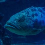 Close-up of the head of a thick-lipped potato grouper, the eye ringed with dark markings and large blotches on the upper body, in dark blue water