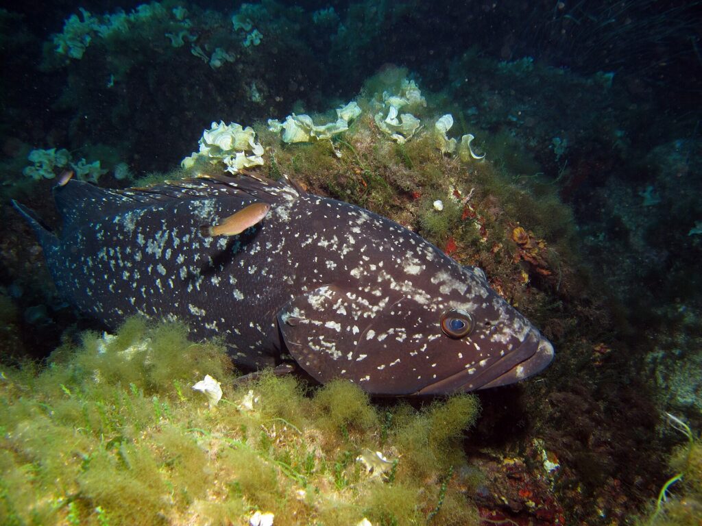 A large dusky grouper with a dark, white-spotted body lies against a rock covered in green algae and pale fan-shaped algae, head to the right, with a small orange fish passing over its back.