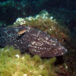 A large dusky grouper with a dark, white-spotted body lies against a rock covered in green algae and pale fan-shaped algae, head to the right, with a small orange fish passing over its back.