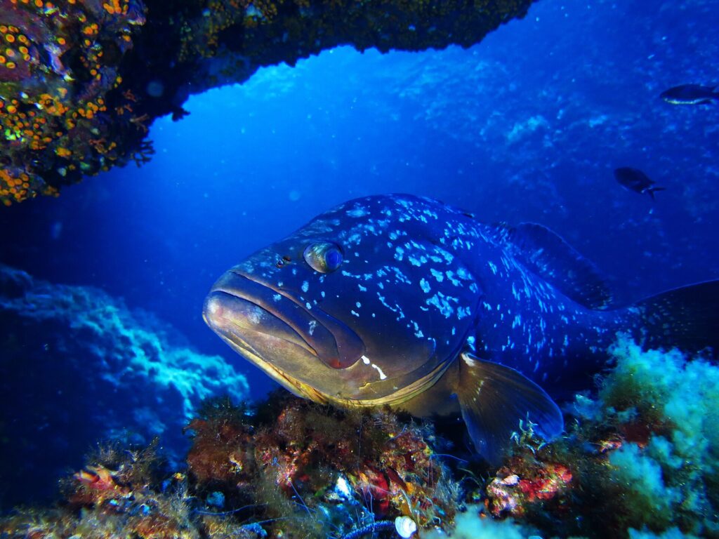 Close-up of the head of a dusky grouper with thick lips and a dark white-spotted body, resting on a rock covered in red algae under an overhang carpeted with small orange corals, in deep blue water.
