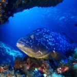 Close-up of the head of a dusky grouper with thick lips and a dark white-spotted body, resting on a rock covered in red algae under an overhang carpeted with small orange corals, in deep blue water.