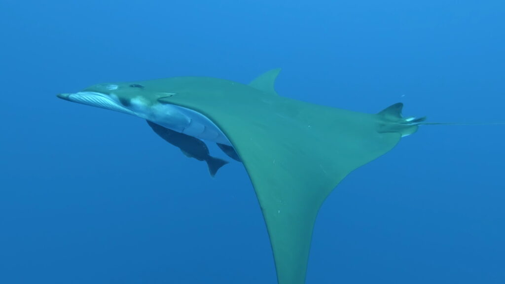 A mobula ray seen from below and from the side, white belly, olive-green sickle-shaped wings, two remoras clinging under it, in clear blue water