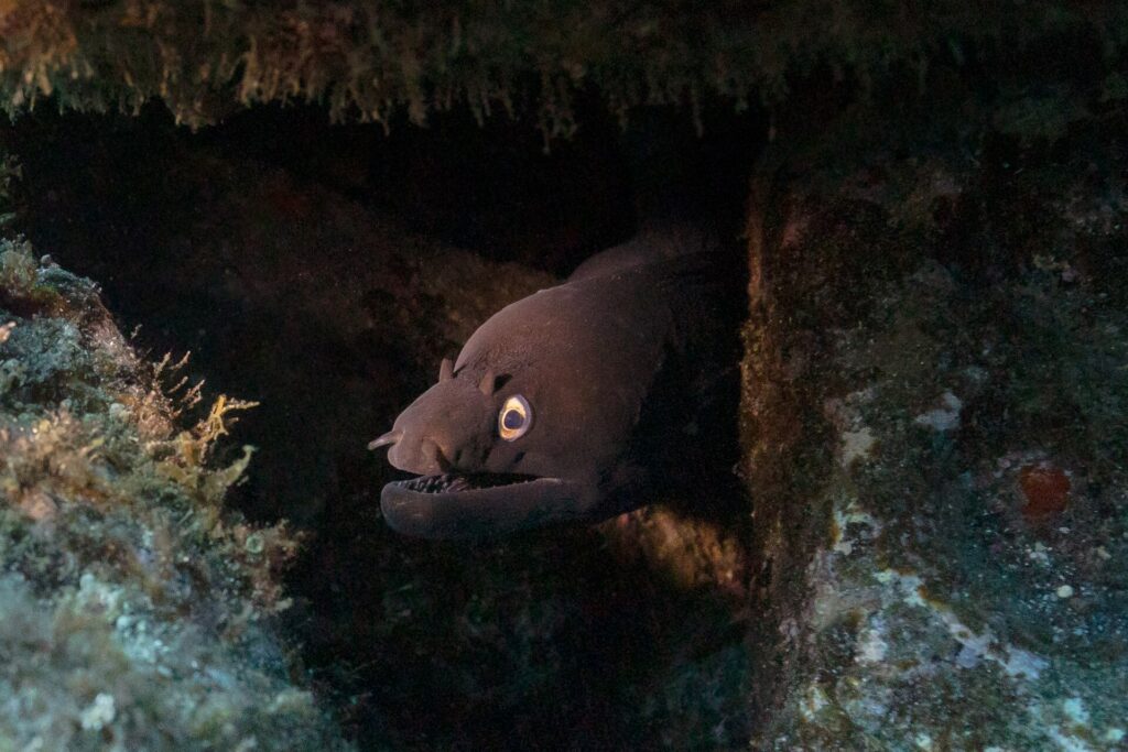 A black moray pokes its head out of a dark crack between algae-covered rocks, mouth half open on its teeth, its gold-ringed eye lit by a dive light