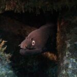 A black moray pokes its head out of a dark crack between algae-covered rocks, mouth half open on its teeth, its gold-ringed eye lit by a dive light