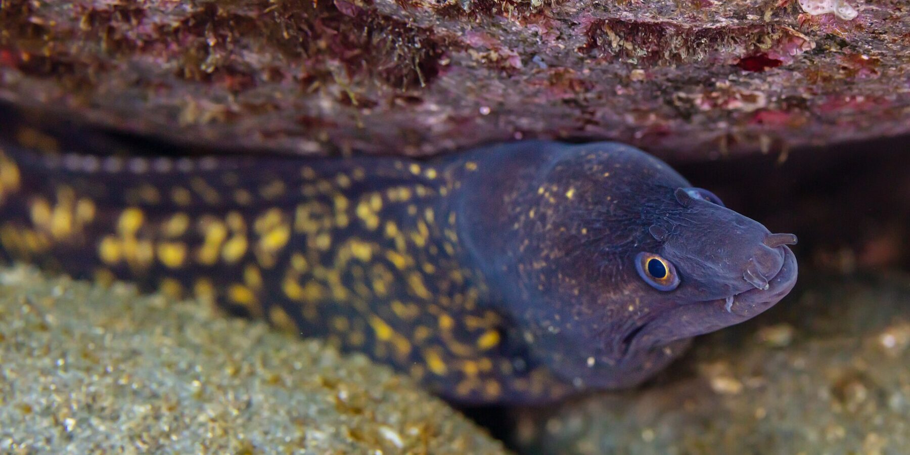 A Mediterranean moray under a rocky overhang, head to the right: purplish-brown body scattered with large yellow spots, darker head dotted with yellow, yellow-ringed eye and small tube-shaped nostrils at the tip of the snout.