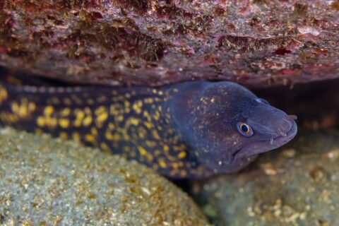 A Mediterranean moray under a rocky overhang, head to the right: purplish-brown body scattered with large yellow spots, darker head dotted with yellow, yellow-ringed eye and small tube-shaped nostrils at the tip of the snout.