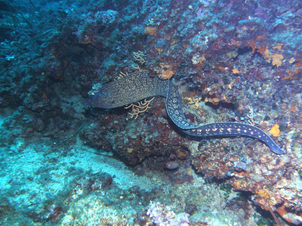 A Mediterranean moray swimming in the open along a rocky wall, head to the left: long snake-like body without pectoral fins, dark brown marbled with pale yellow at the front and scattered with pale rosette spots toward the tail.