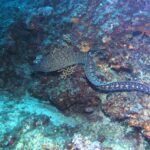 A Mediterranean moray swimming in the open along a rocky wall, head to the left: long snake-like body without pectoral fins, dark brown marbled with pale yellow at the front and scattered with pale rosette spots toward the tail.