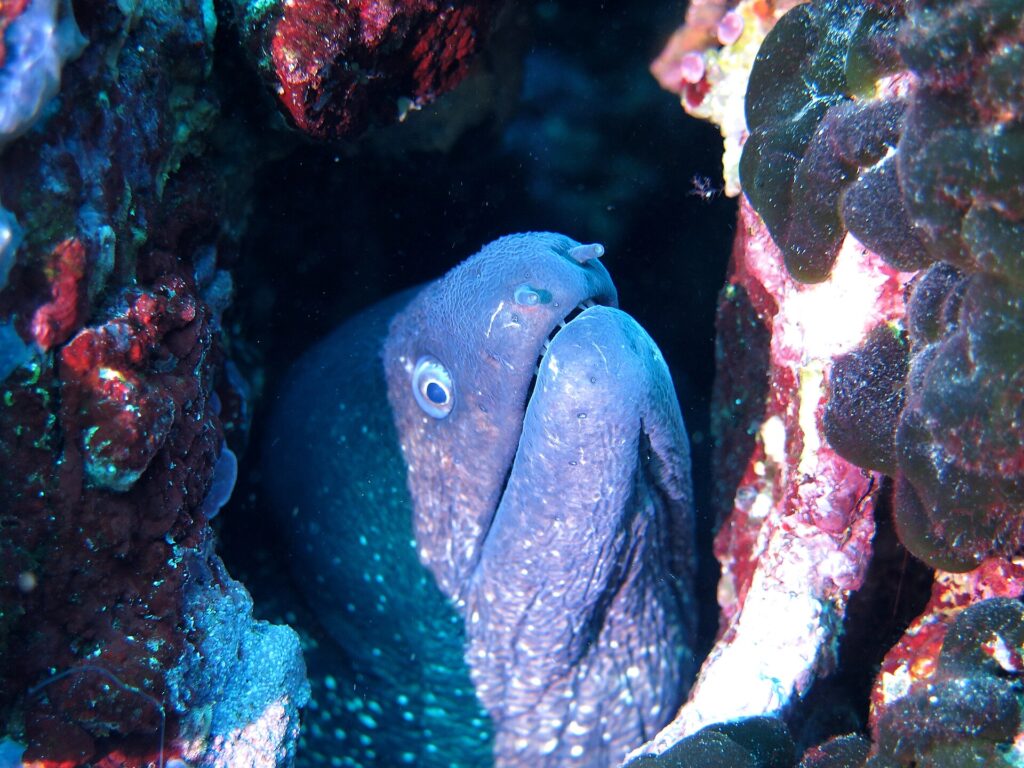 A moray pokes its head out of a crack lined with red algae: wrinkled purplish-gray skin sprinkled with small pale dots, small white-ringed eye, two tube-shaped nostrils, one at the tip of the snout and the other in front of the eye, and a half-open mouth showing a row of teeth.