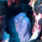 A moray pokes its head out of a crack lined with red algae: wrinkled purplish-gray skin sprinkled with small pale dots, small white-ringed eye, two tube-shaped nostrils, one at the tip of the snout and the other in front of the eye, and a half-open mouth showing a row of teeth.