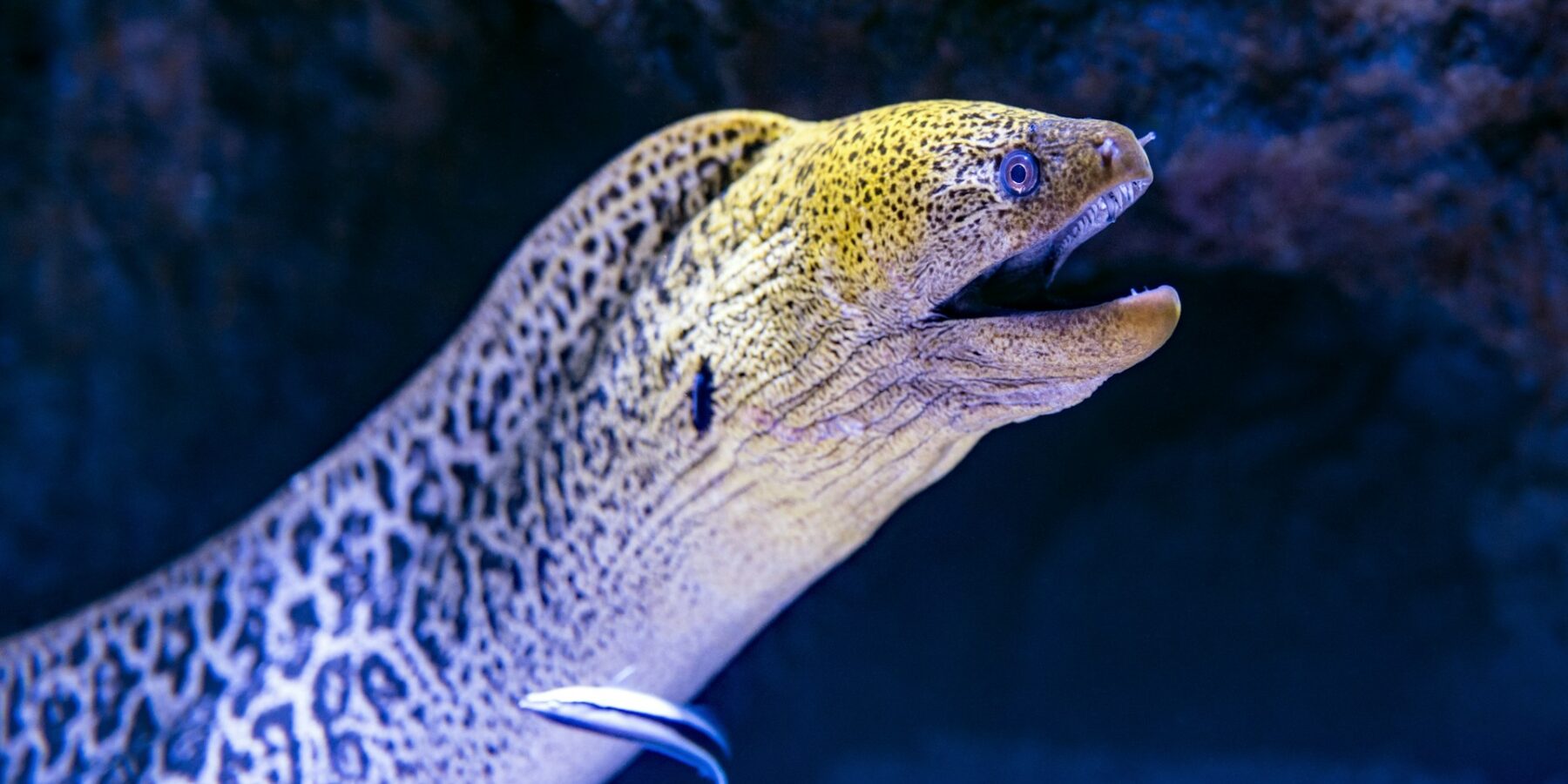 A giant moray emerging from its crevice, spotted yellow head and mouth open, a cleaner wrasse against its flank
