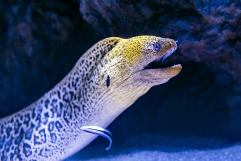 A giant moray emerging from its crevice, spotted yellow head and mouth open, a cleaner wrasse against its flank